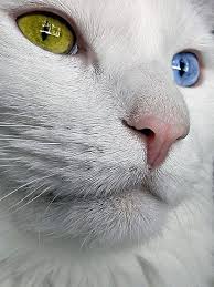 Do Cats Wonder About The Meaning Of Life By Scott Mitchell Cats Cats And Kittens Rare Animals