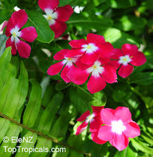 Image result for Catharanthus
