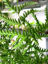 Image result for Pteris dentata