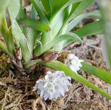 Image result for Ancistrorhynchus