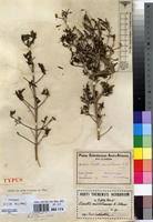 Image result for Pavetta zeyheri