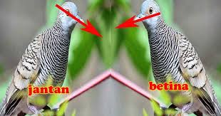 Di bawah usia tersebut, bagian tulang pubis dan supit urang. Gambar Burung Derkuku Jantan Dan Betina 100 Gambar Burung Derkuku Jantan Dan Betina Hd Terbaik Gambar Id Gambar Alam Hewan Burung Burung Tekukur Liar Musim Panas Di Luar Rumah Kepala