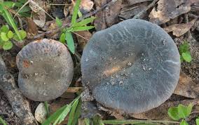 Image result for Russula perlactea