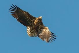 Birds For Sale In Ohio Craigslist Top Predatori Krstare Banatskom Ravnicom Bili Su Na Ivici Opstanka A U Poslednje Vreme Sve Ih Je Vise Reportaze Novosti Rs Bald Eagle Animals Birds