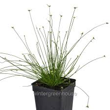 Image result for Isolepis