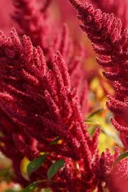 Image result for Amaranthus thunbergii