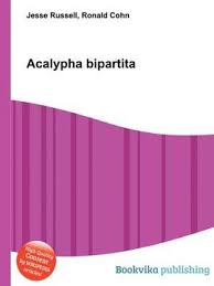 Image result for Acalypha bipartita