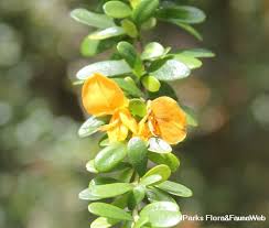 Image result for Brya