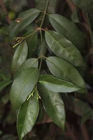 Image result for Hunteria umbellata