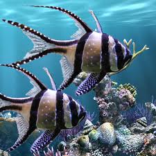 Aquarium live wallpaper for pc. The Real Aquarium Live Wallpaper Mod Apk 2 30 Unlimited Money Download