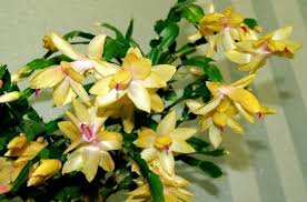 Christmas cactus while the poinsettia remains the most popular holiday plant, a healthy christmas cactus in full bloom makes a great gift or decoration. Where To Buy Yellow Christmas Cactus Varieties Care Photos Houseplants Pro