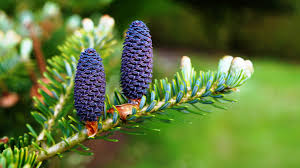 Image result for Pinaceae