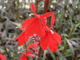 Image result for Lobelia fervens