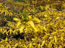 Gold tide® forsythia is a low, spreading shrub. Gold Tide Forsythia Siebenthaler S