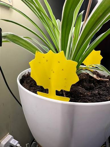 fungus gnats in spider plants