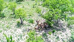 Image result for Isoberlinia tomentosa