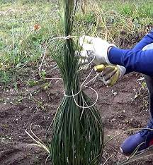 Wir haben letztes jahr zum ersten mal zwei pflanzen pampasgras in den garten gesetzt, eine davon ist recht groß gewachsen. Pampasgras Richtig Schneiden Und Putzen Tipps Vom Experten