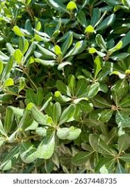 Image result for Pittosporaceae