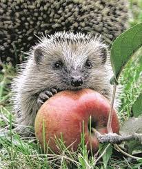 So Helfen Sie Garten Tieren Durch Den Winter Igel Im Garten Ausgestopftes Tier Tiere