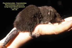 Image result for Pseudopod Ospermum