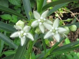 Image result for Kanahia laniflora