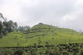 Nomor hp pengelola kebun teh cipasung majalengka : Kebun Teh Cipasung Majalengka Indonesia Review Tripadvisor