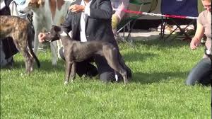 Grafenegg (A) Sighthound Club Show