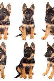 German Shepherd Black And Brown Puppy Collection Beautiful Puppy Is The German Shepherd Isolated On A White Background Fluffy Dog Close Up Of Brown And German Shepherd Beautiful Puppy Fluffy Dogs
