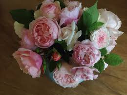 Who Is The Fairest Of Them All Albertine Heritage The Generous Gardener Maiden S Blush Felicite Parm Flowers Fairest Of Them All Rose