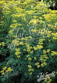 Image result for Ruta graveolens