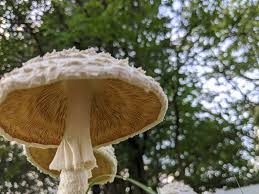 Image result for Cheirostylis lepida