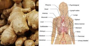 Yet, if administered in excess, it can result in a ton of health complications. If You Eat Ginger Every Day For 1 Month This Is What Happens To Your Body