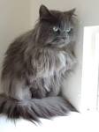 Grey Cat Breeds (with Blue Eyes, White, Long haired)