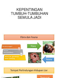 Apr 03, 2020 · boleh berlaku akibat terdedah kepada kimia seperti racun makhluk perosak, logam berat, pelarut organik. Kepentingan Tumbuh Tumbuhan Semula Jadi