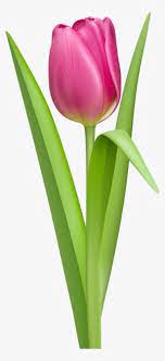 We did not find results for: Pink Tulip Clip Art Clipart Free Download Tulipe Png Png Image Transparent Png Free Download On Seekpng