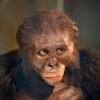 lucy the homosapien from www.cmnh.org