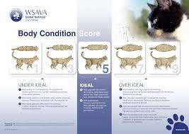 Signs a cat is pregnant includes loss of appetite, weight gain, and possibly little lumps you can feel which are the kittens developing in her stomach. Is My Cat Pregnant Or Just Overweight The Dog People By Rover Com