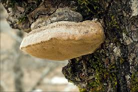 Image result for Phellinus pomaceus