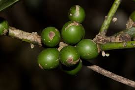 Image result for Xymalos monospora