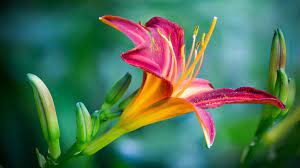 اجمل خلفيات لابتوب ماك best laptop wallpapers 2019 tecnologis beautiful flowers pictures most beautiful flower pictures beautiful flowers photos
