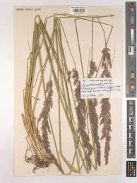 Image result for Agrostis epigejos