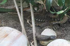 Ringhalskobras sind kräftig gebaute schlangen, die eine körperlänge von durchschnittlich einem meter und maximal etwa 150 zentimetern erreichen. Ringhalskobra Oder Sudafrikanische Speikobra Hemachatus Haemachatus Am 26 6 2010 Im Leipziger Zoo Tier Fotos Eu