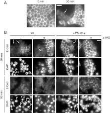 For example, germany has a masculine culture with a 66 on the scale of hofstede (netherlands 14). Early Loss Of E Cadherin From Cell Cell Contacts Is Involved In The Onset Of Anoikis In Enterocytes Journal Of Biological Chemistry