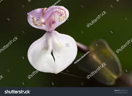 Image result for Disperis