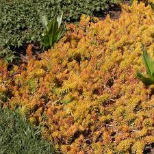 Image result for Sedum ruwenzoriense
