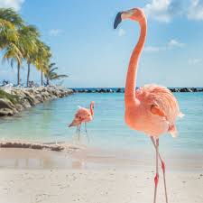 First of all, it's not actually called flamingo island, but there is a flamingo beach on the island. How To Get A Day Pass To Renaissance Island Aruba