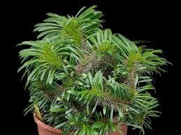 Pachypodium Lamerei F Cristata Crested Madagascar Palm World Of Succulents Succulents Planting Succulents Madagascar Palm