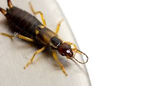 Ohrenkneifer In Der Wohnung Das Hilft Wirklich Plantura Ohrenkneifer Ohr Erste Hilfe