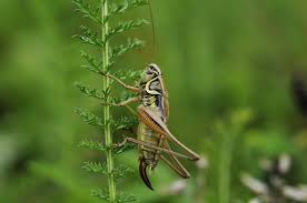 Crickets can also be turned into delicious sweet and/or spicy cricket snacks. 19 Quick Ways To Get Rid Of Crickets