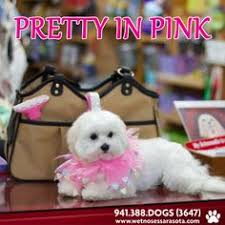 Woof gang bakery & grooming sarasota local pet food and supply store is a healthy pet shop near sarasota with everything you need for your dogs & cats. 11 We Love Dogs Dogs Dogs Dogs Ideas Online Pet Store Pet Grooming Pet Store